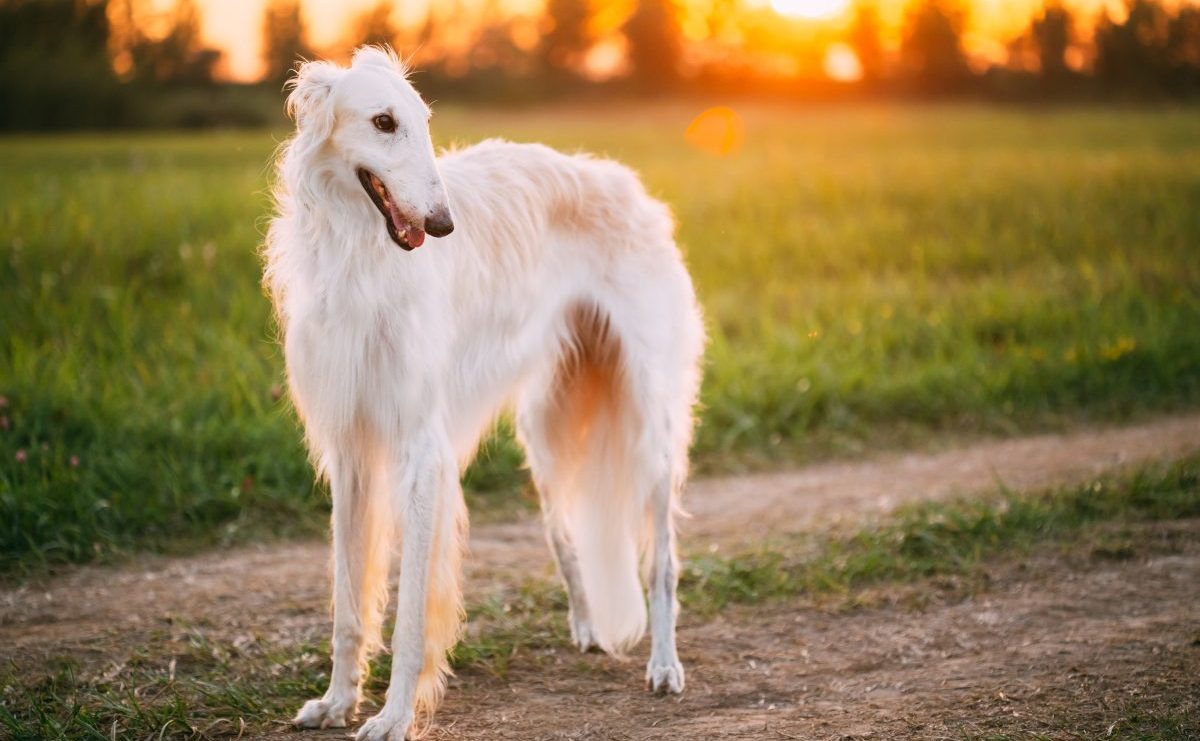 Russian store wolfhound dog