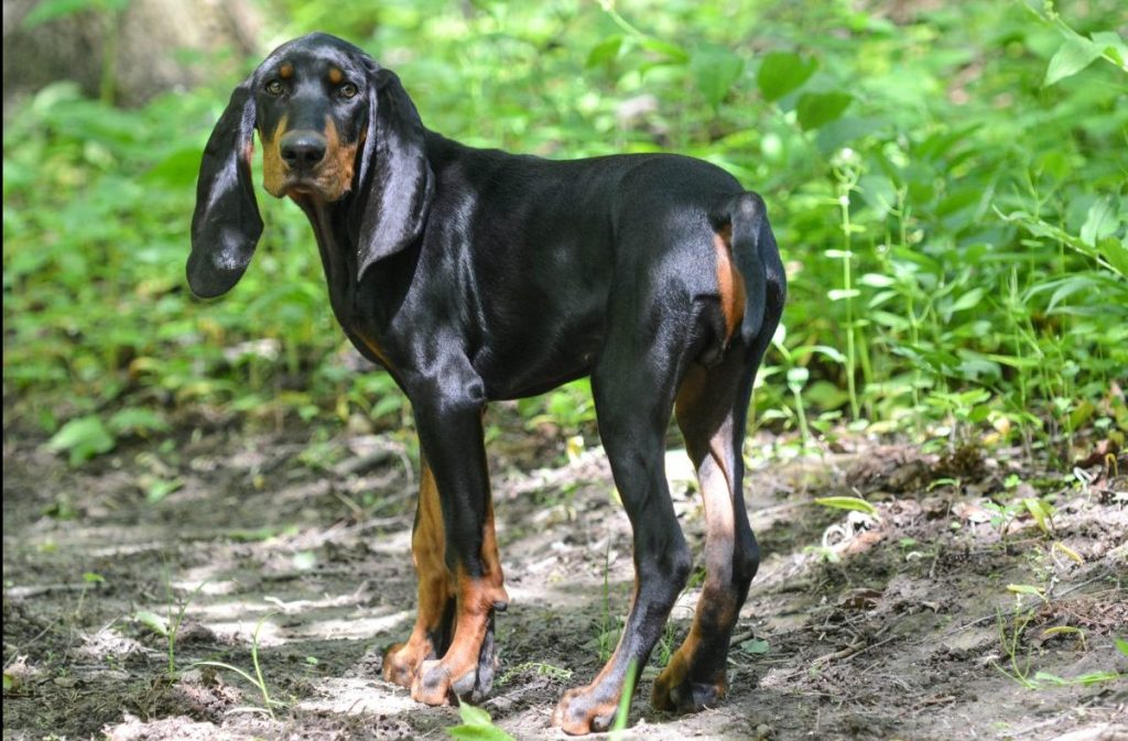 black and tan coonhound on a trail