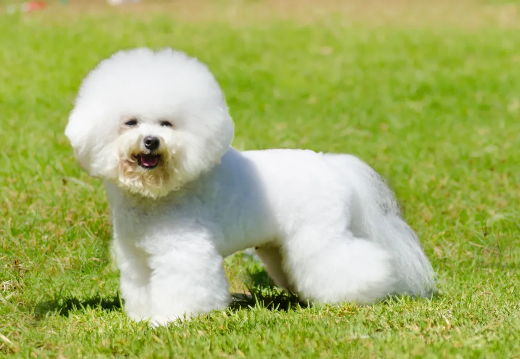 A small white Bichon Frise dog standing on the lawn.
