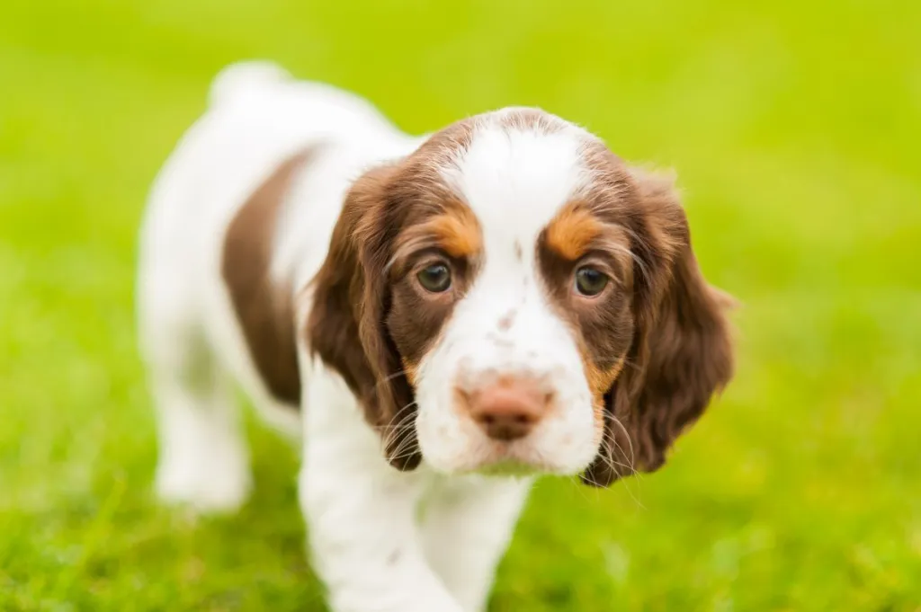 Cute English Springer Spaniel pup