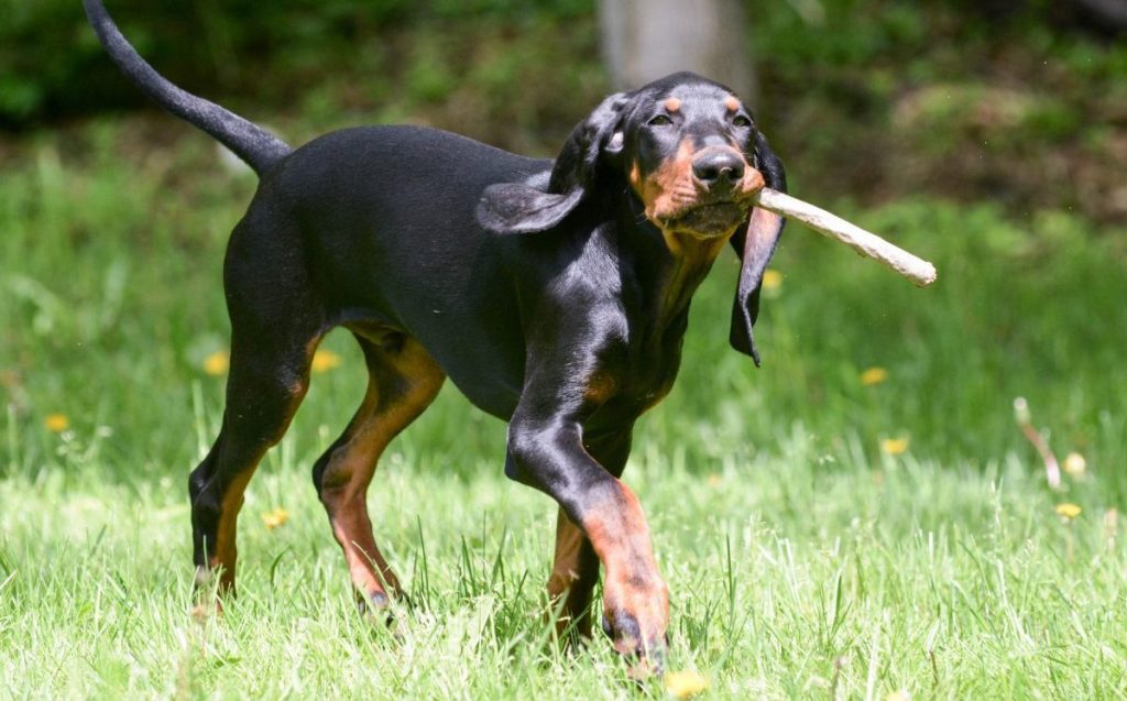 black and tan coonhound playing fetch