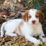 Brittany puppy laying in a forest.