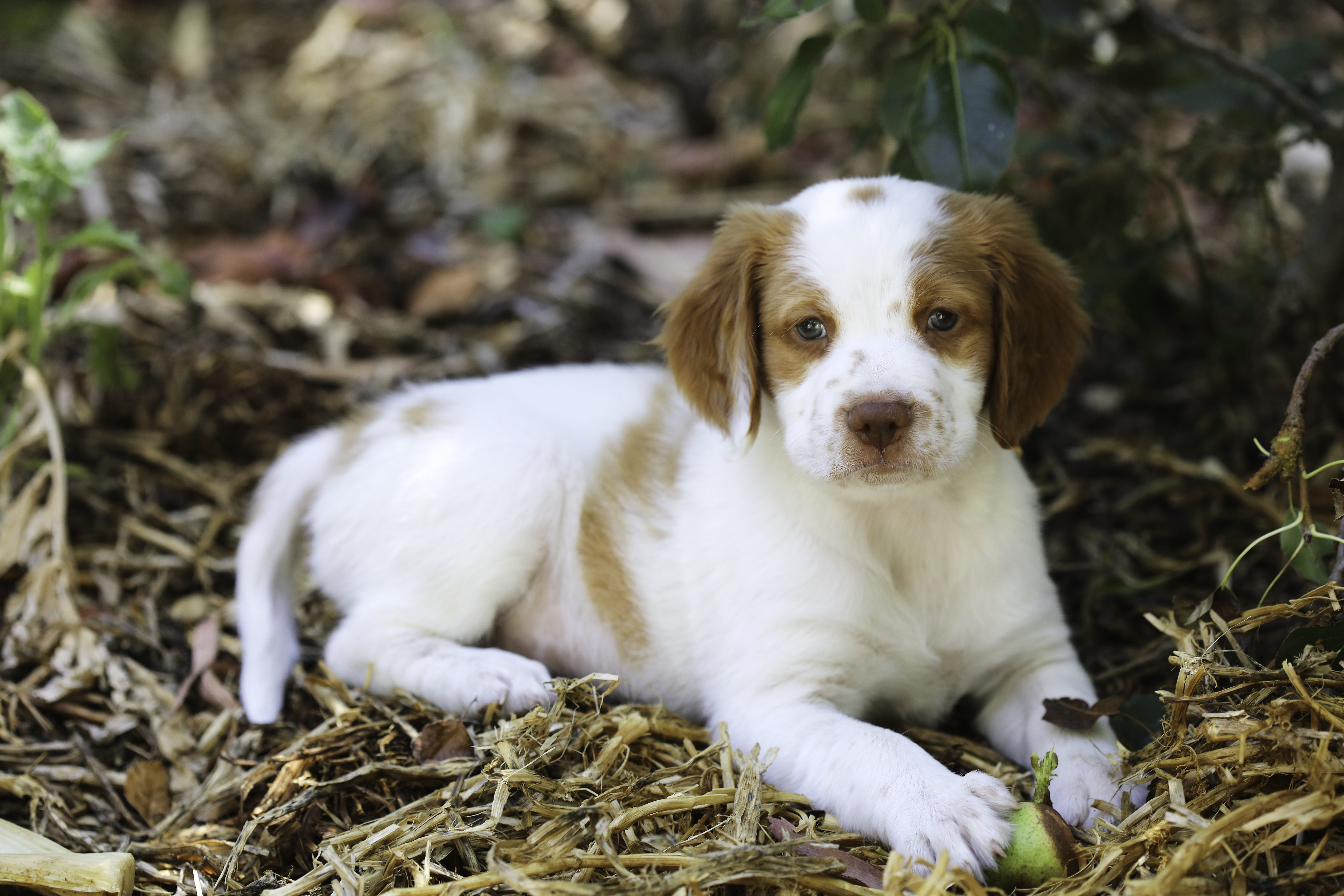 Personalized Brittany Spaniel Dog Sleeping Angel Wing