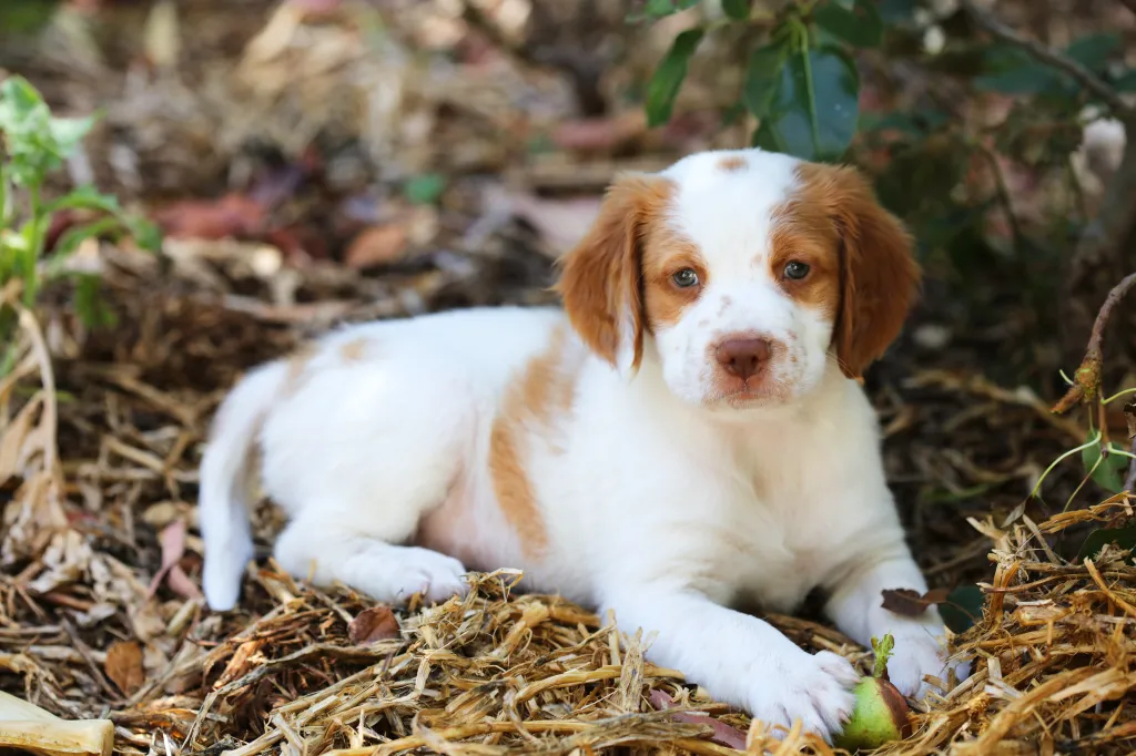 Brittany puppy laying in a forest.