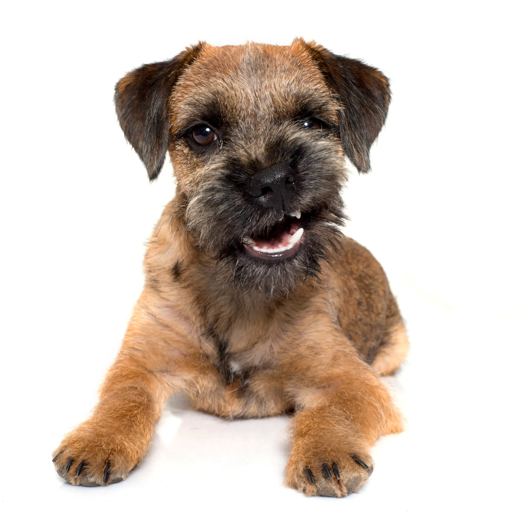 Wire haired outlet border terrier