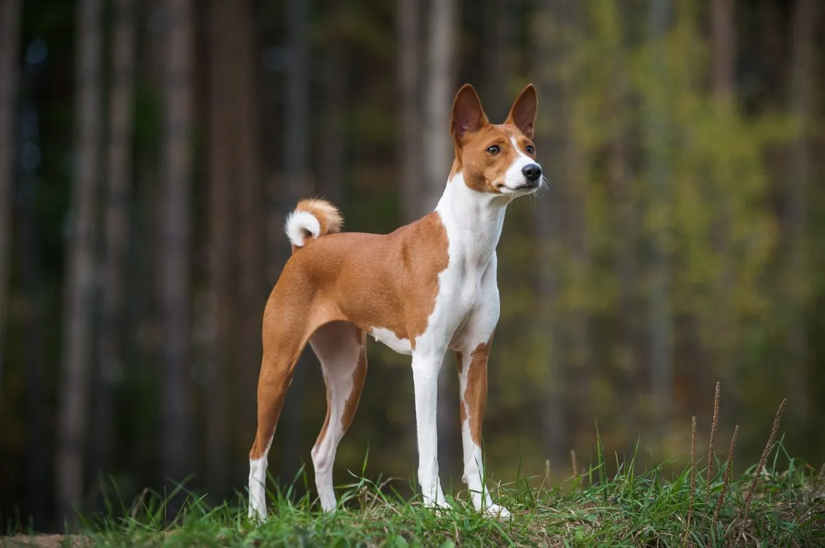 Male basenji sale