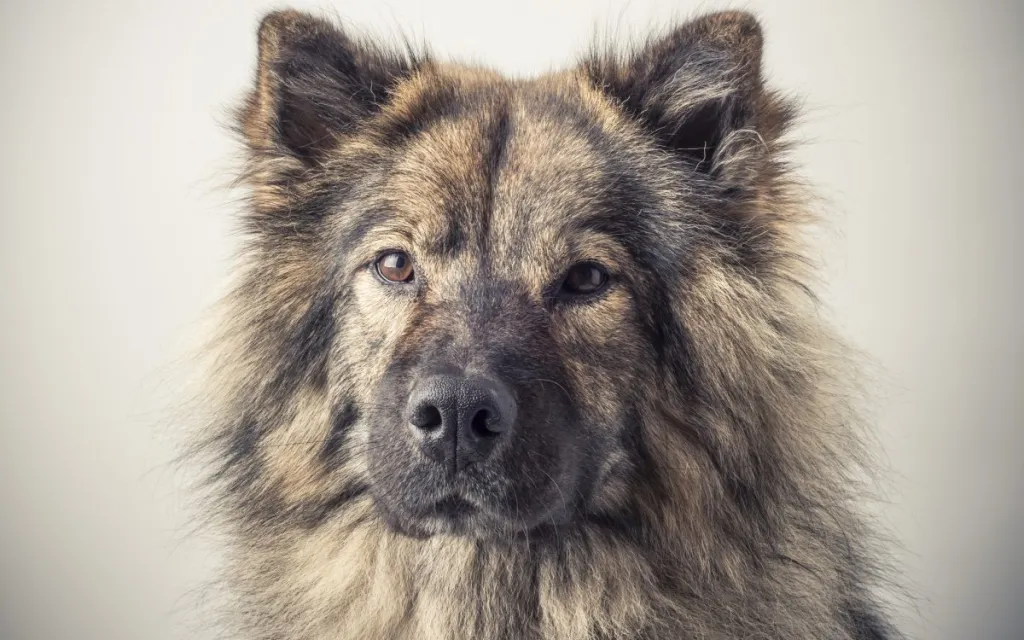 A portrait of an Eurasier dog