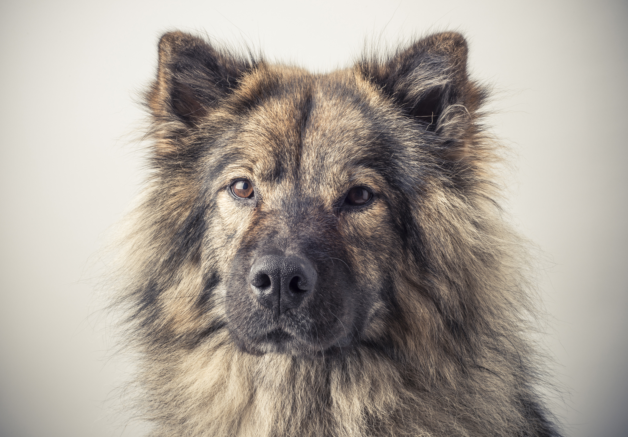 Eurasier personality hot sale