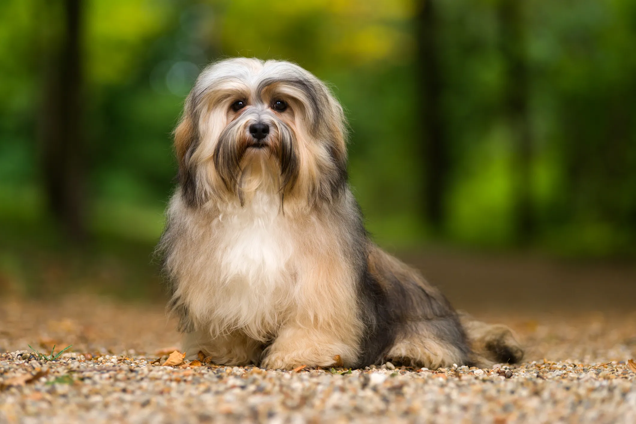 Havanese hybrid deals