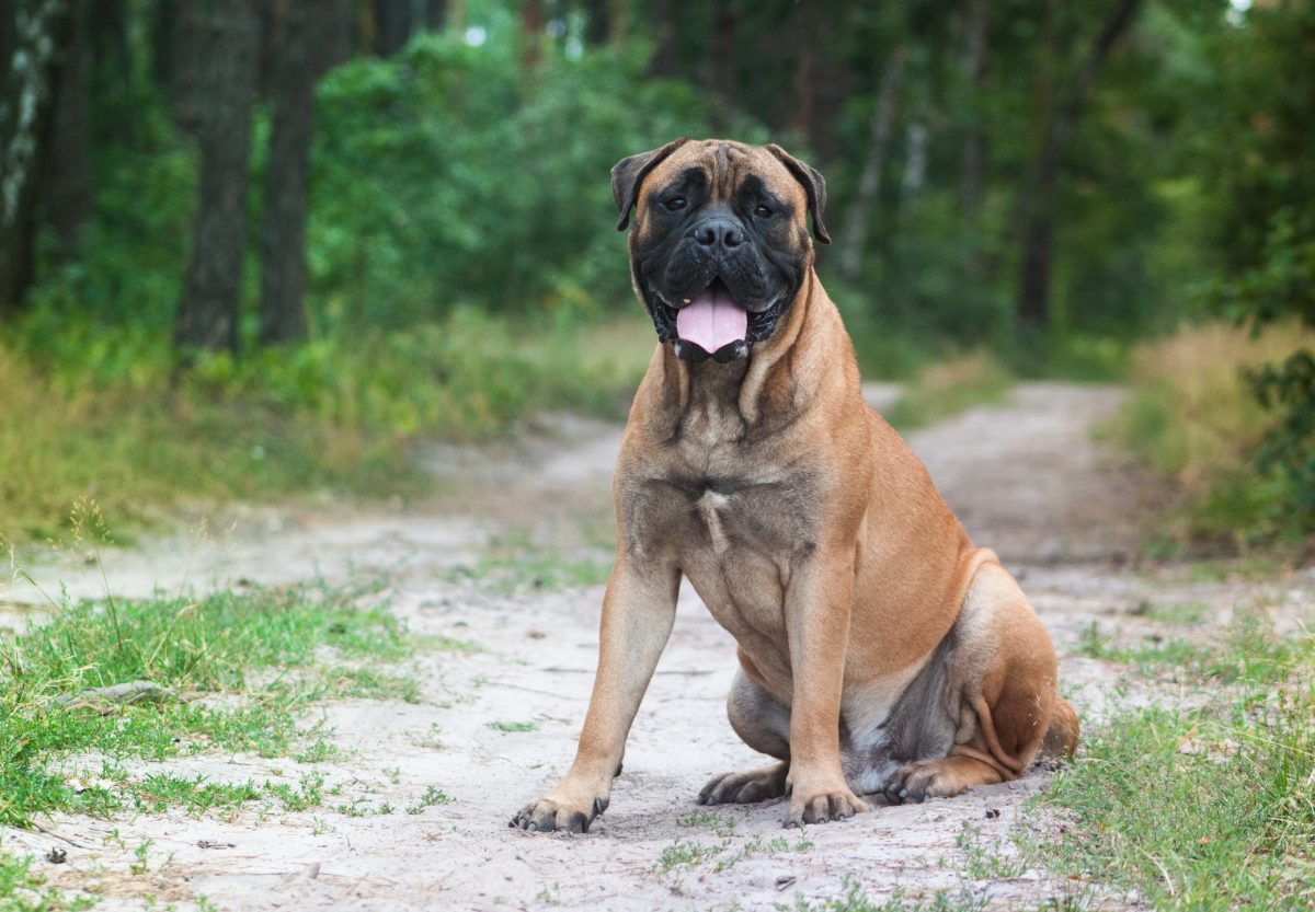 Bullmastiff mass deals