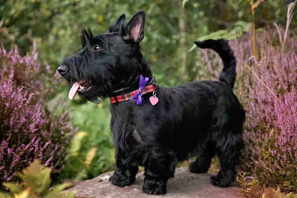 Portrait of a Scottish terrier standing outside.