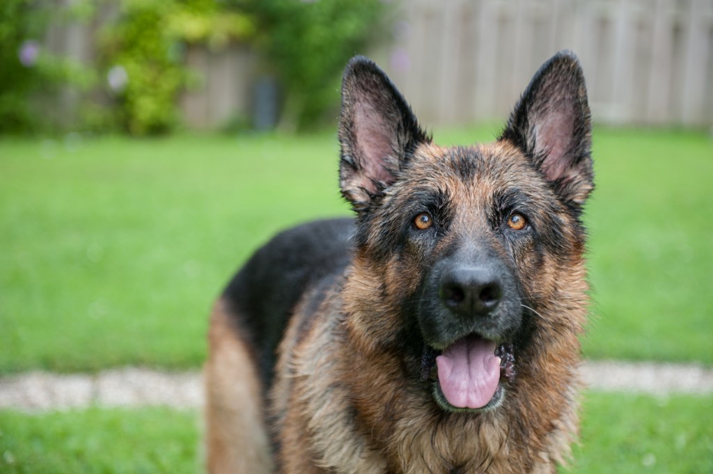 German Shepherd Dog Breed Information & Characteristics