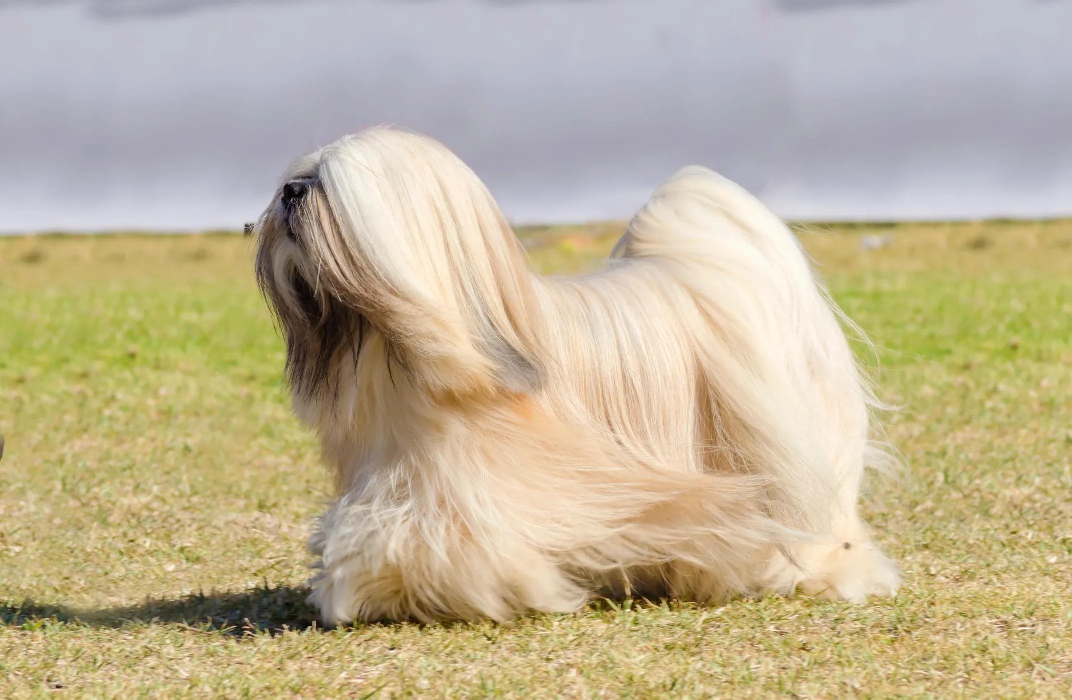 Lhasa Apso Dog Breed Information Characteristics