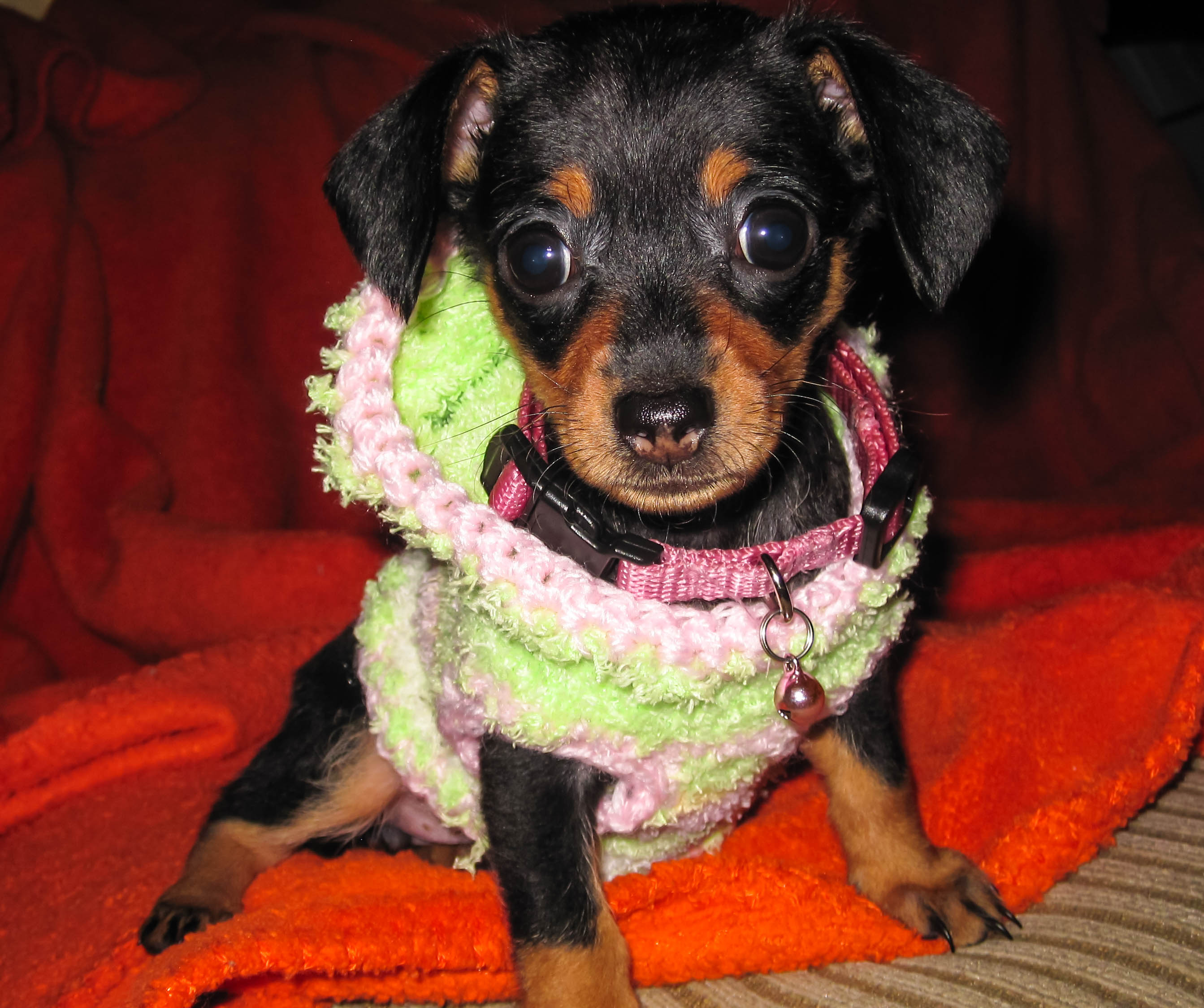 Chiweenie Dog Breed Information & Characteristics