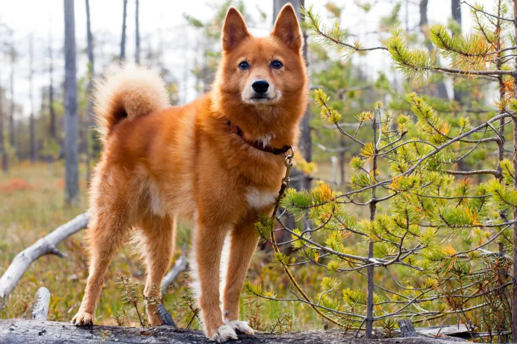 finnish spitz standing proudly