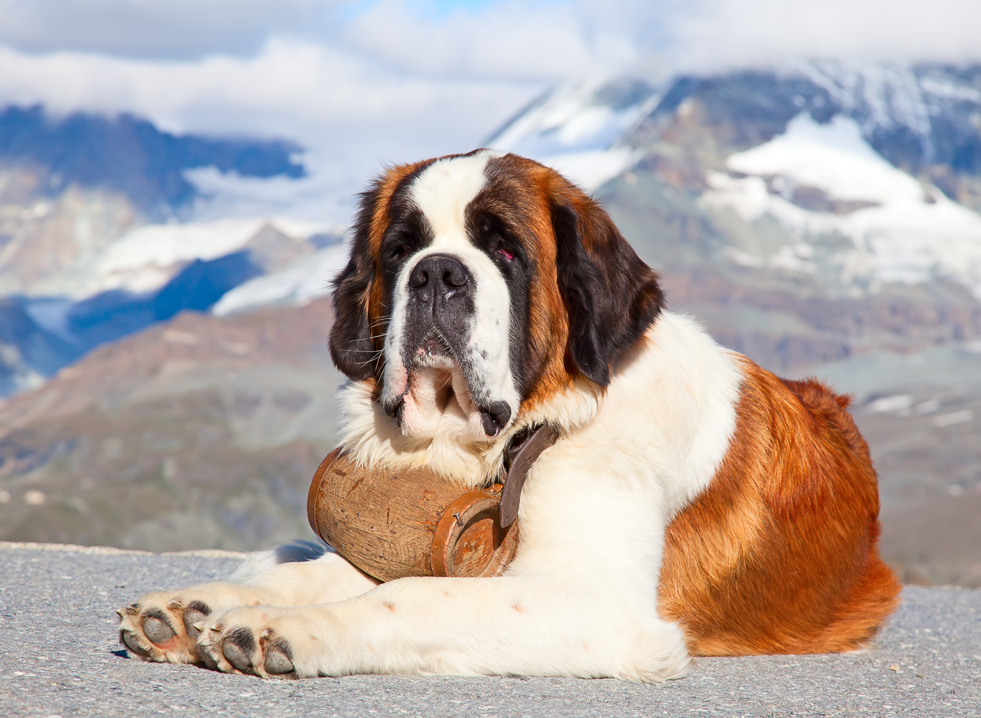 Saint bernard good family hot sale dog