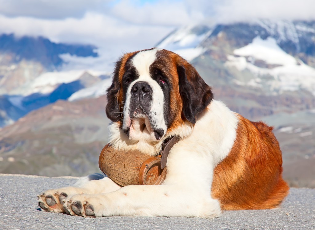 An photograph of a Saint Bernard sitting on a snowy hilltop wearing the iconic Whiskey barrel around his neck.