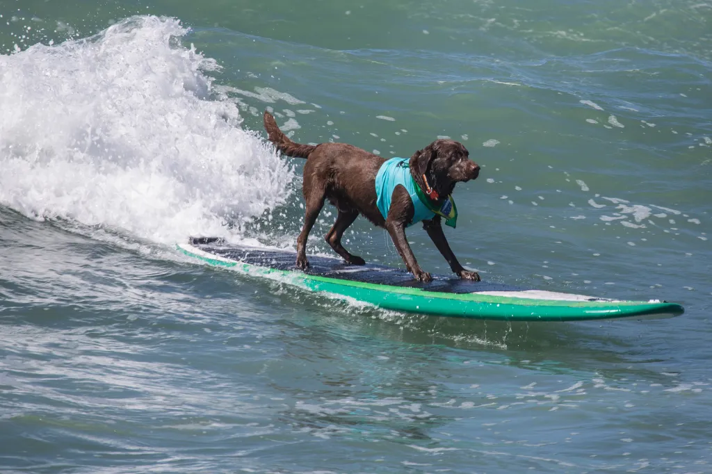 Labrador Retriever dog surfing on a wave at the beach