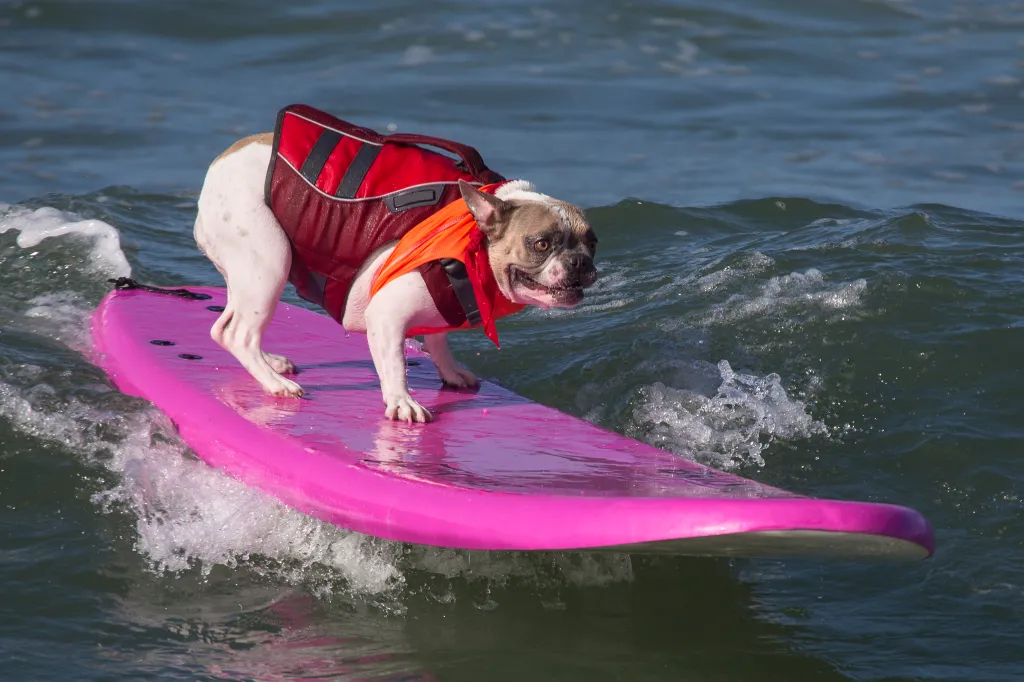 French Bulldog on a pink/purple surfboard at beach