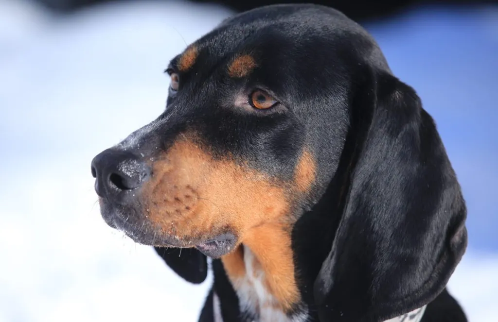 Black and Tan Coon Hound Dog Portrait