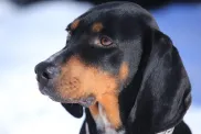 Black and Tan Coon Hound Dog Portrait