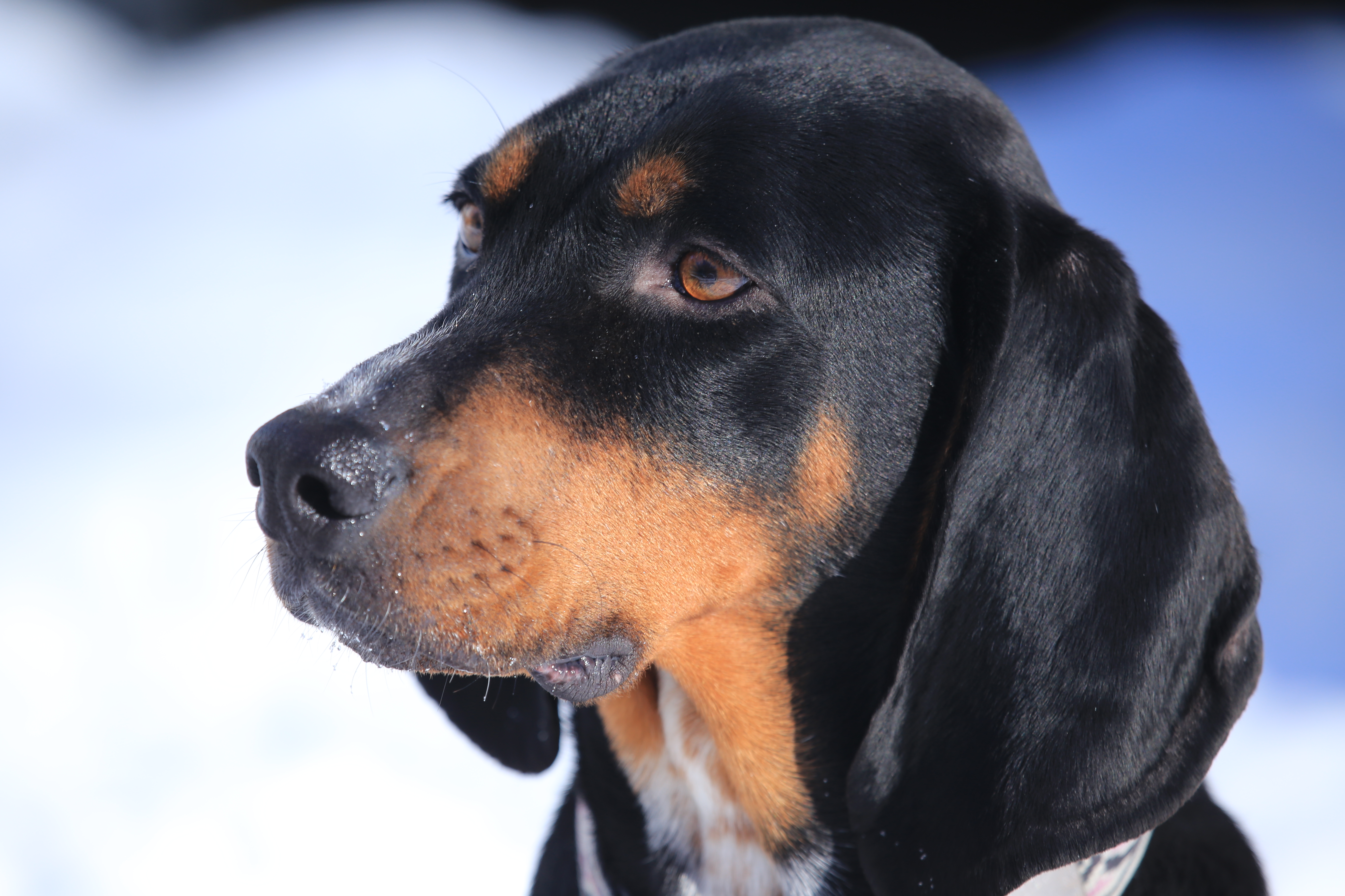 Black and tan hot sale coonhound shepherd mix