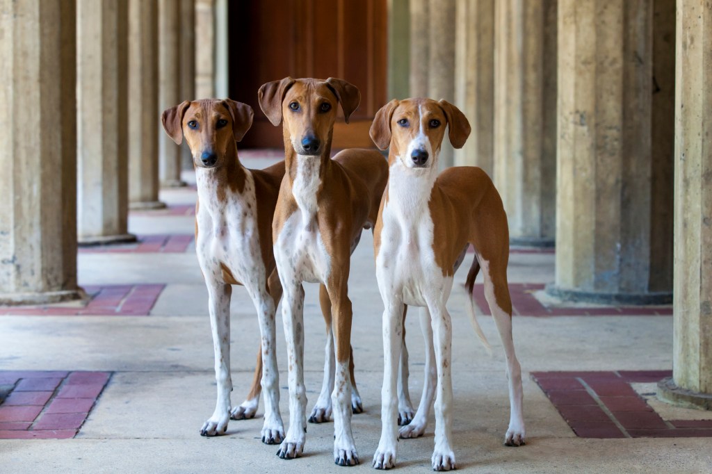 Three young expensive breed Azawakh (African Sighthounds) standing together amongst the stone columns of a historic building.