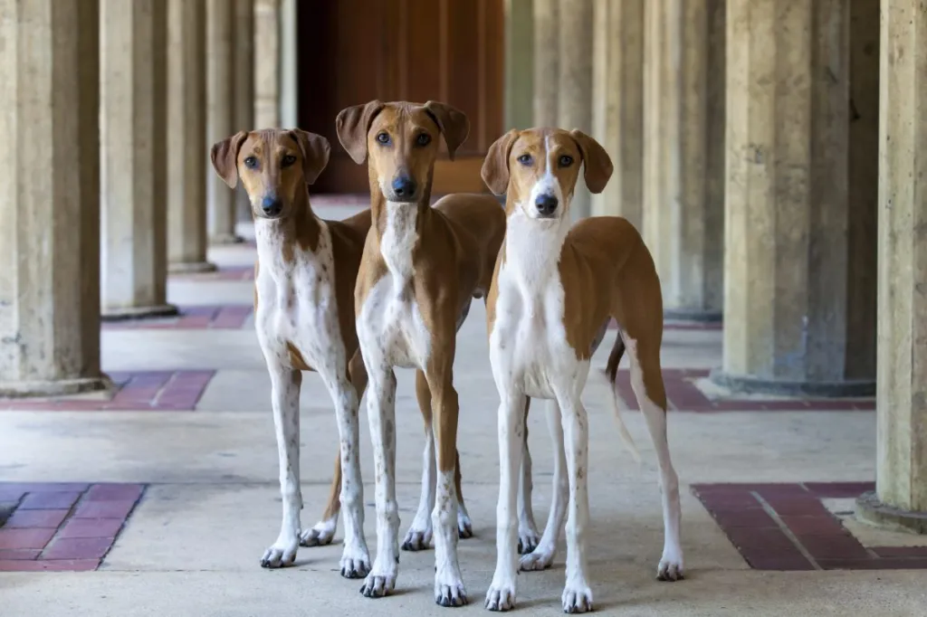 Three young Azawakh (African Sighthounds)