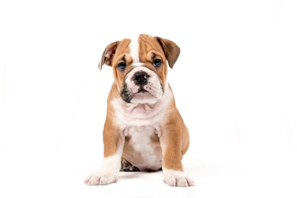 English Bulldog puppy isolated on white background