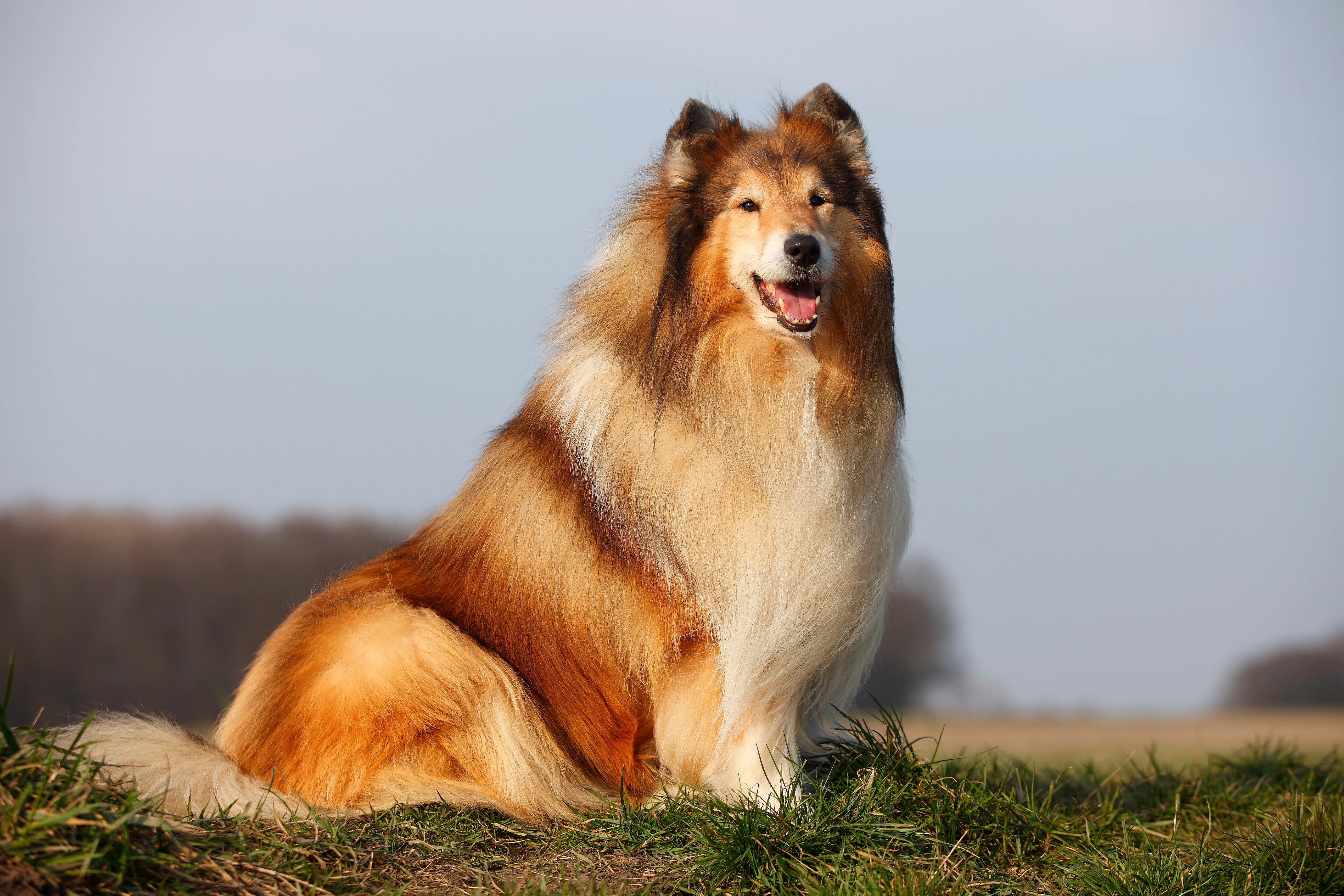 Collie store dog size