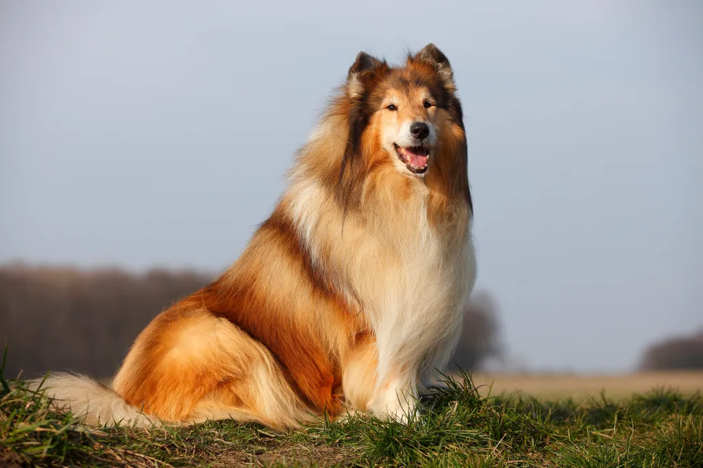 Collie (Rough) Dog Breed Information