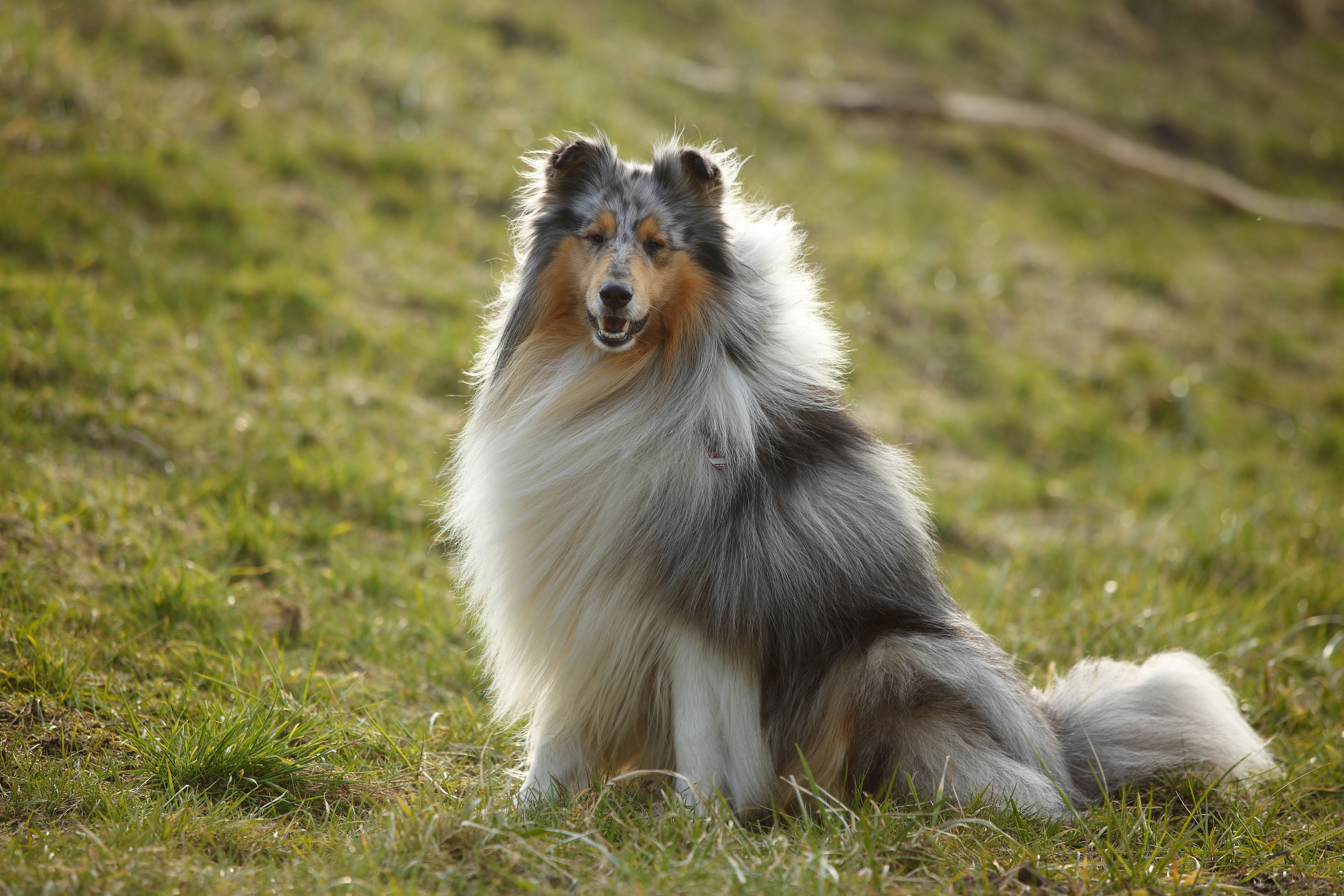 Full hot sale size collie