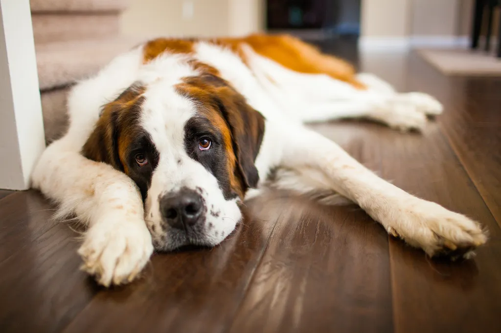 A tired Saint Bernard dog relaxes on a hardwood floor indoors.