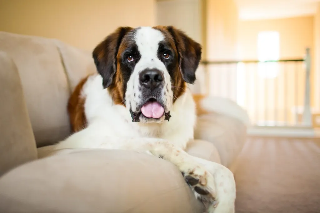 Saint Bernard dog looks at the camera while laying on a couch indoors.