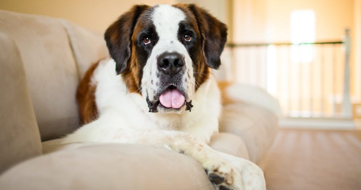 St. Bernard dog looks at the camera while laying on a couch indoors.