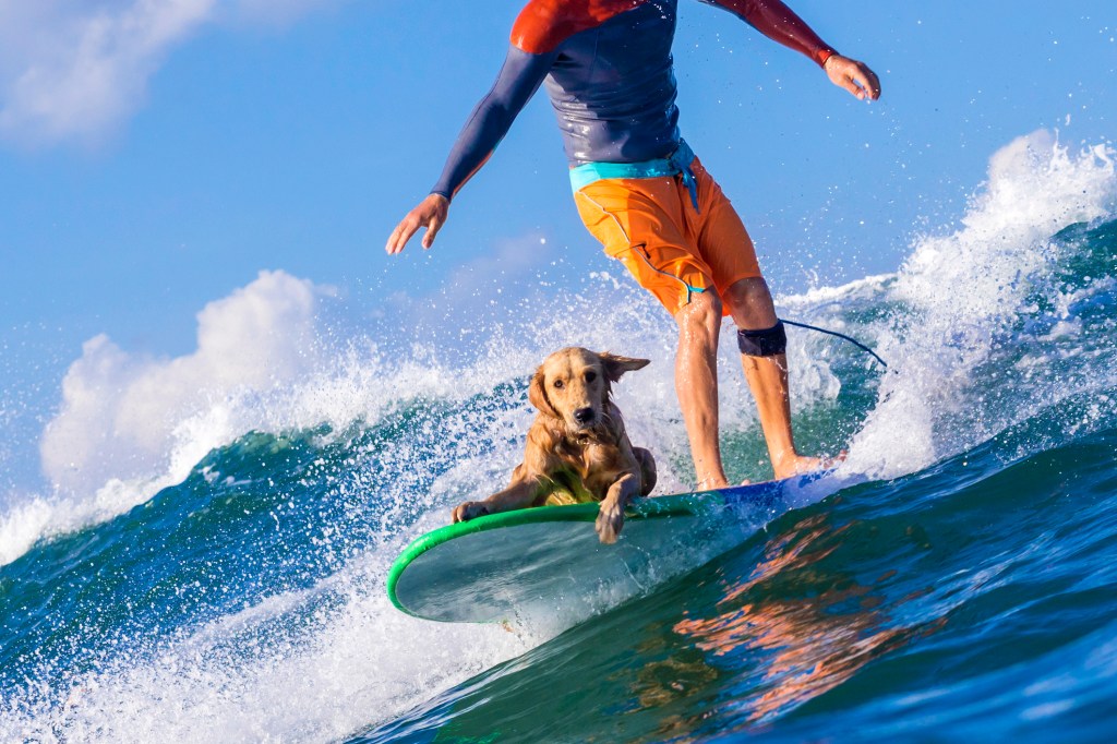 Surfer with Golden Retriever dog surfing in ocean