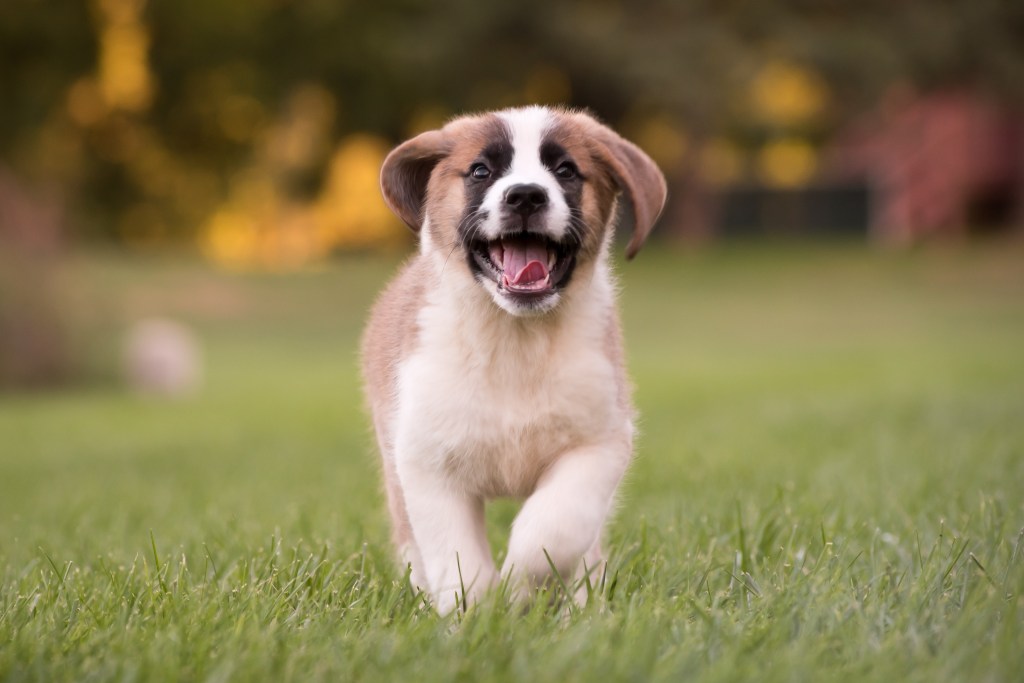 A St. Bernard puppy plays in a field.