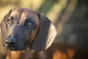 closeup of bavarian mountain scenthound