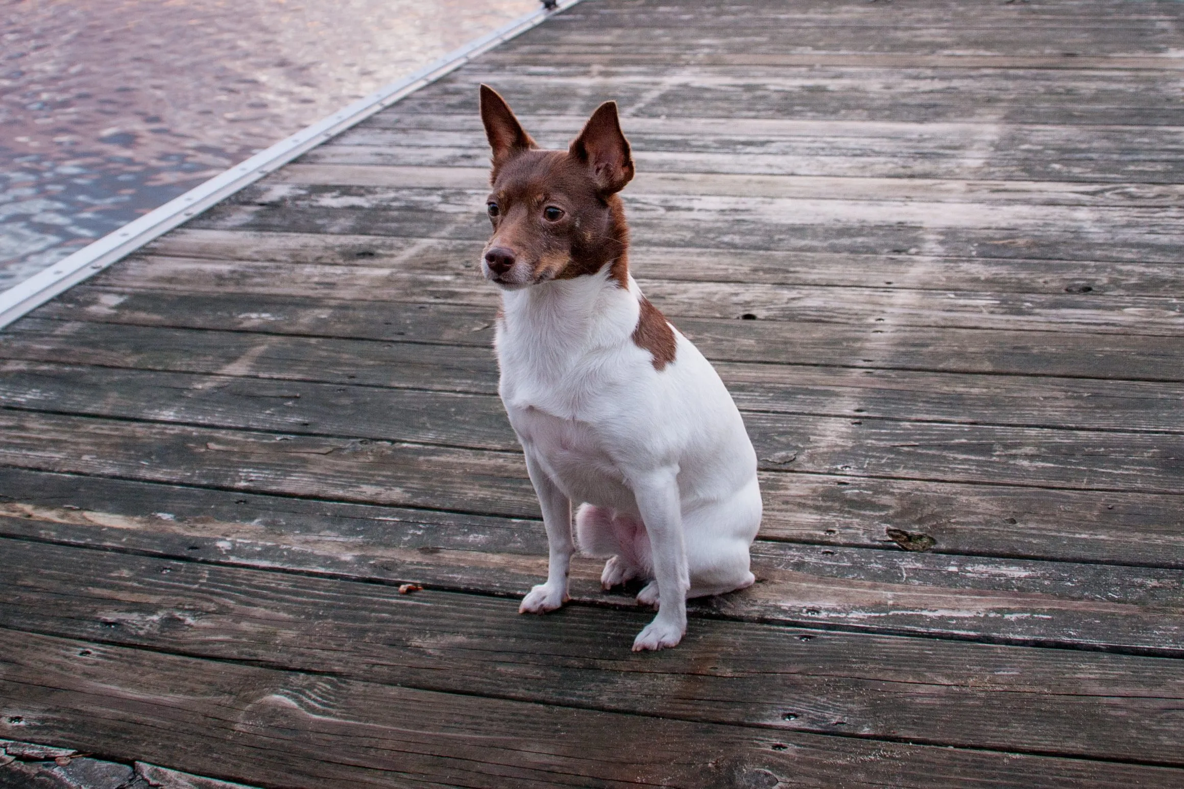 Rat Terrier Dog Breed Information & Characteristics