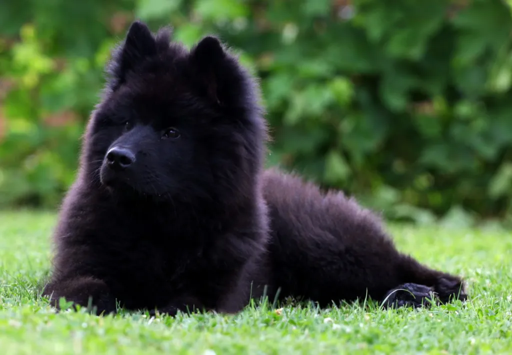 Black Eurasier puppy