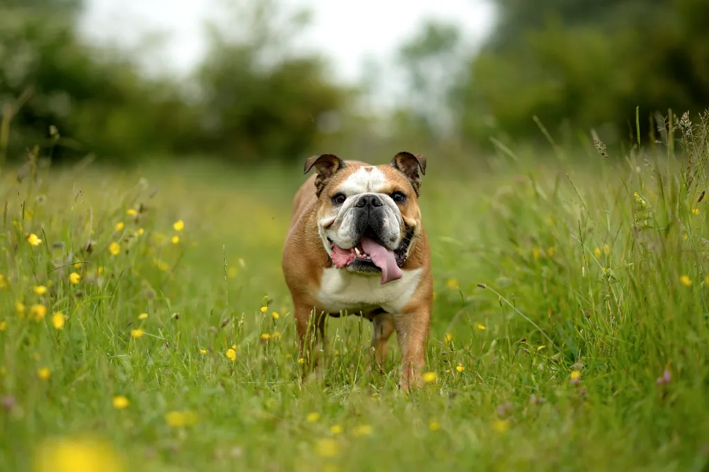 Brown and white bulldog with tongue hanging out, on a walk in a grassy meadow.