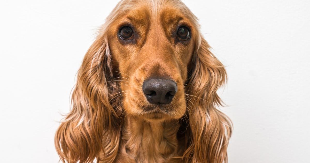 English Cocker Spaniel portrait