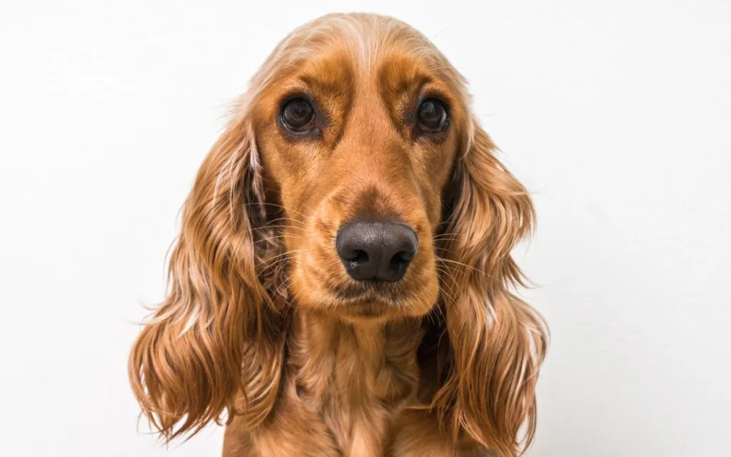 English Cocker Spaniel Breed Information - Vetstreet