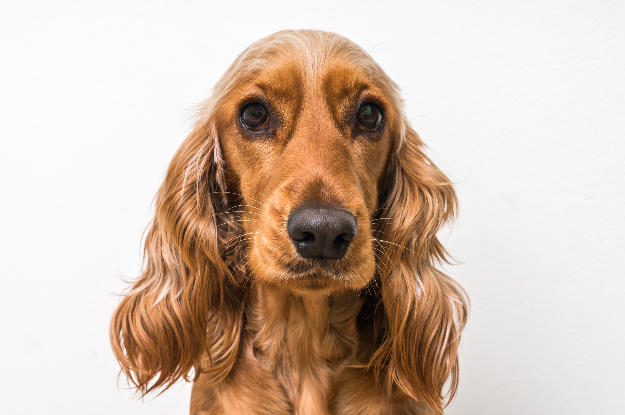 can cocker spaniels be left alone during the day