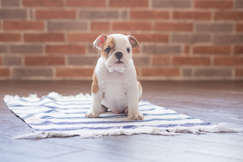 English Bulldog puppy sitting on rug