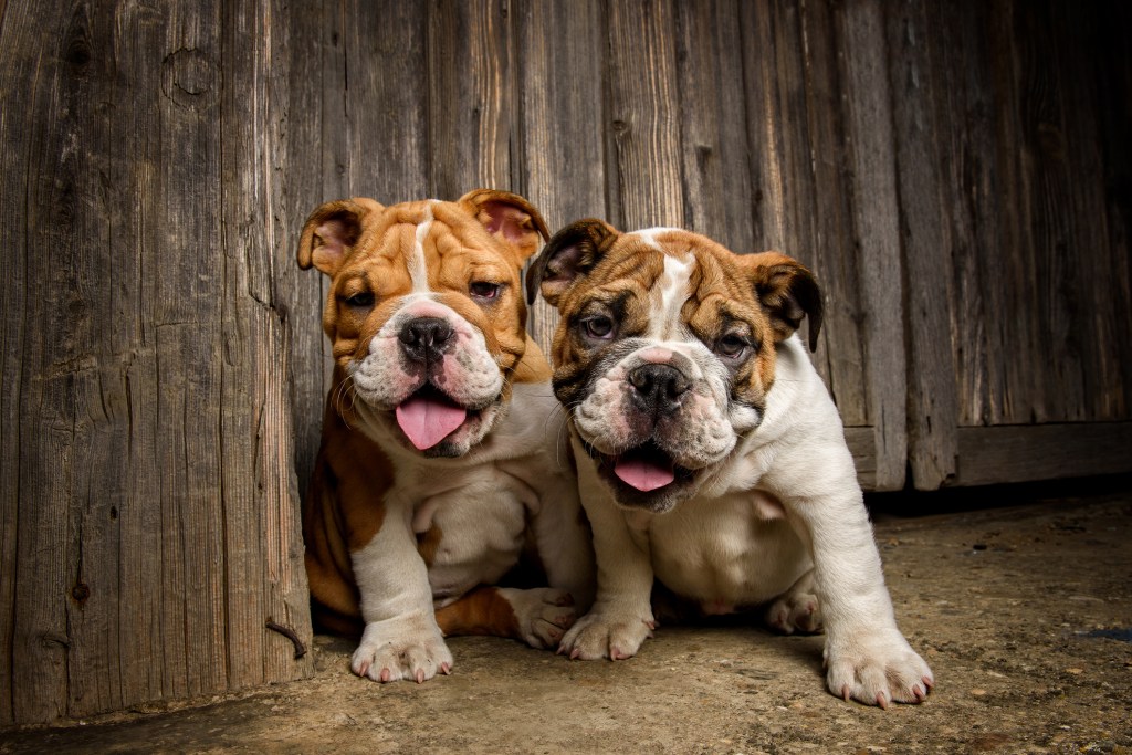 Two English Bulldogs against wooden background