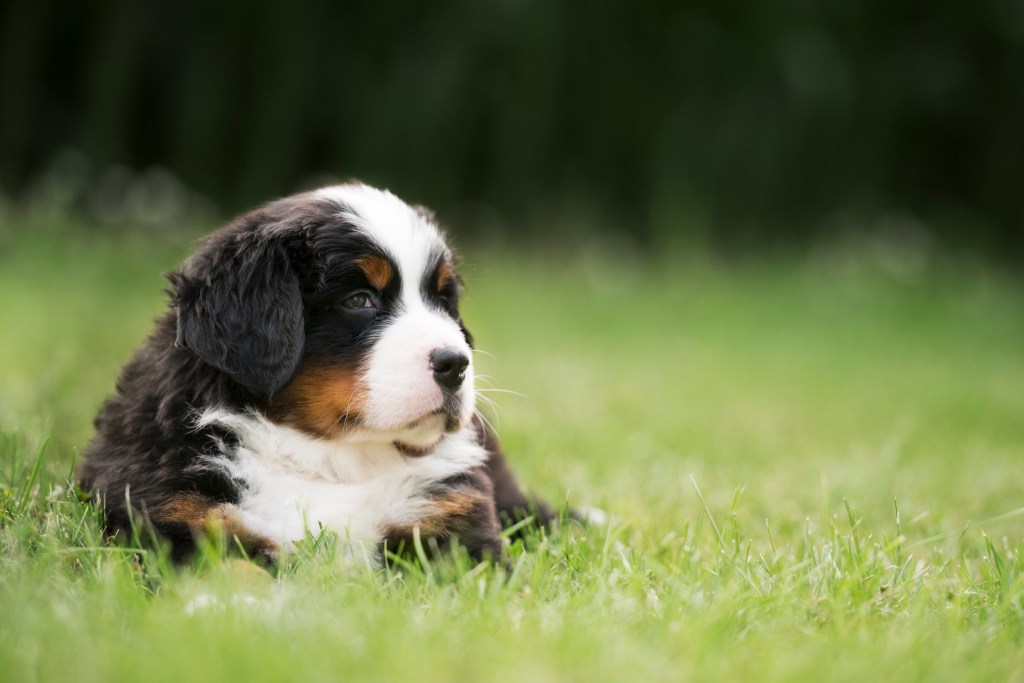 Bernese Mountain Dog Puppy in field