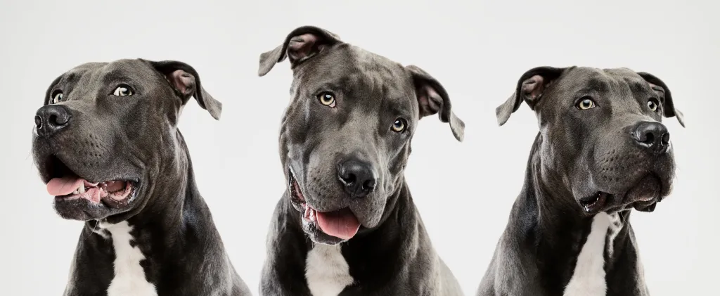 The Difference Between a Pit Bull and an American Pit Bull Terrier