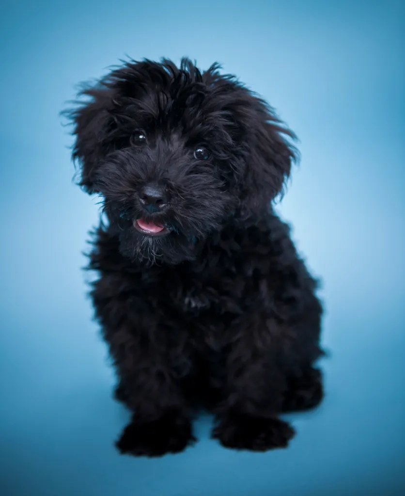 Schnoodle puppy on blue background.