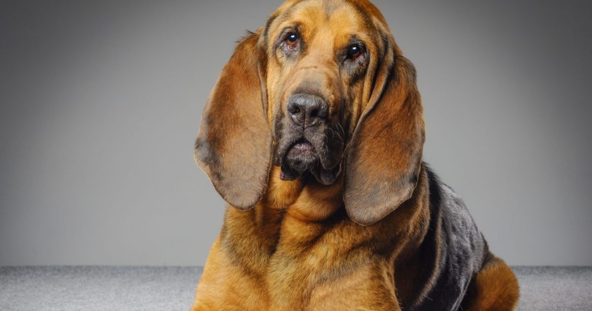 Purebred Bloodhound Dog